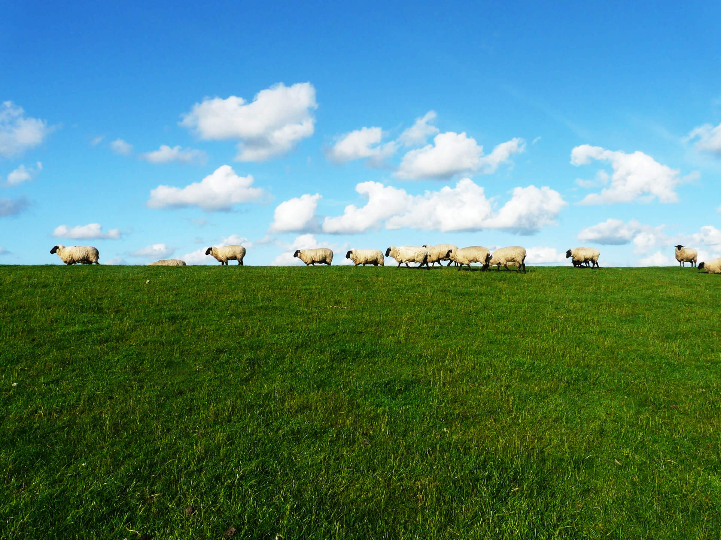 about yarebadekiruko japan